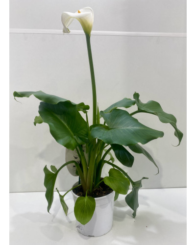 Arum pot de 16cm (Zantedeschia Solfatare)