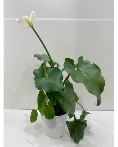 Arum pot de 16cm (Zantedeschia Solfatare)