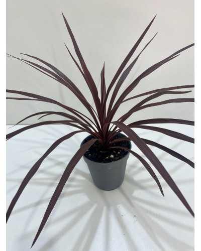 Cordyline australis Red Star 3L