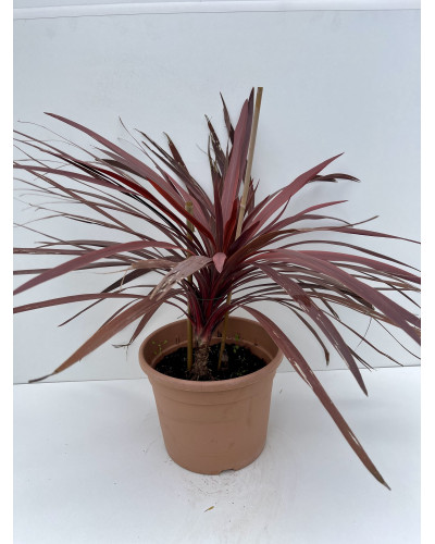 Cordyline australis Red Star 3L