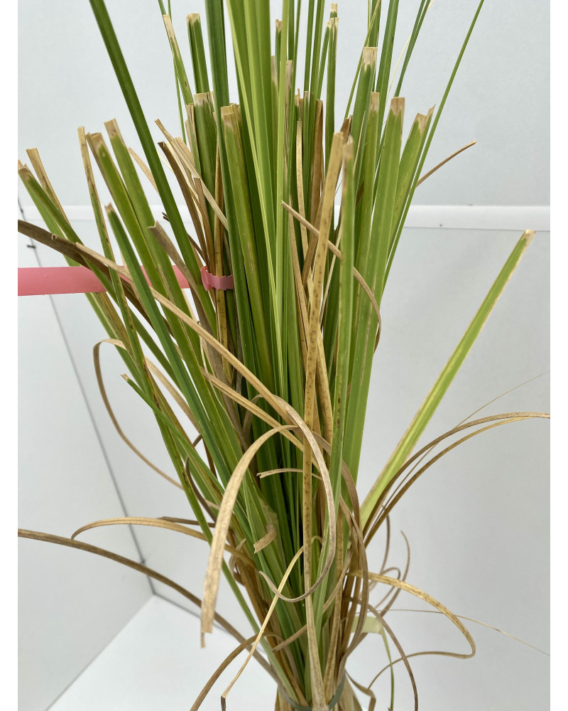 Cortaderia selloana blanc cont.3L