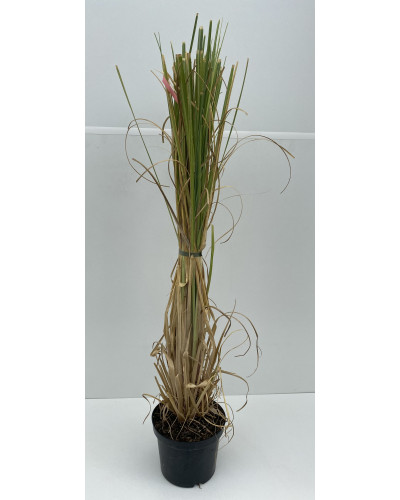 Cortaderia selloana blanc cont.3L