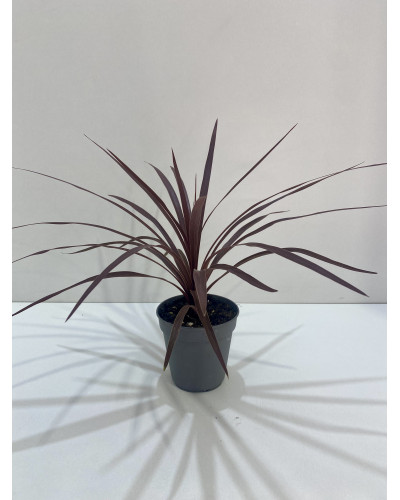 Cordyline australis Red Star pot d.13cm