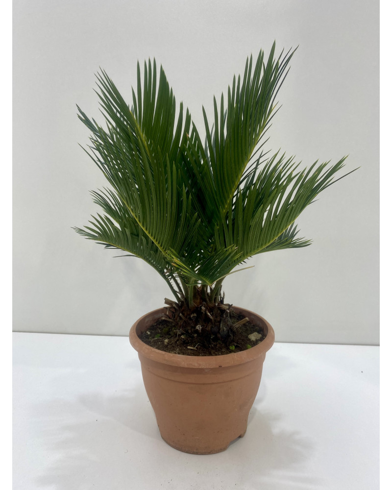 Cycas Revoluta pot d.17cm