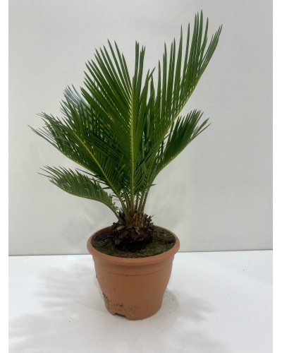 Cycas Revoluta pot d.17cm