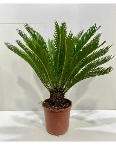 Cycas Revoluta pot d.17cm