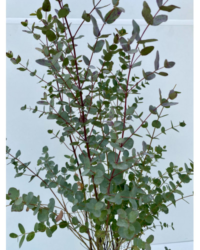 Eucalyptus gunnii cont.2L