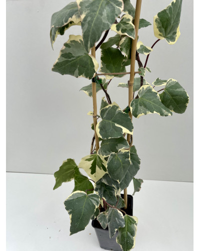 Hedera algeriensis Gloire de Marengo pot de 3L