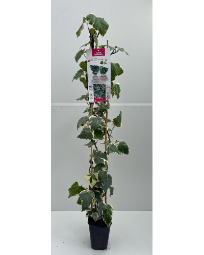 Hedera algeriensis Gloire de Marengo pot de 3L