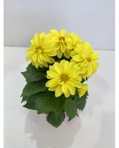 Dahlia pot de 14cm