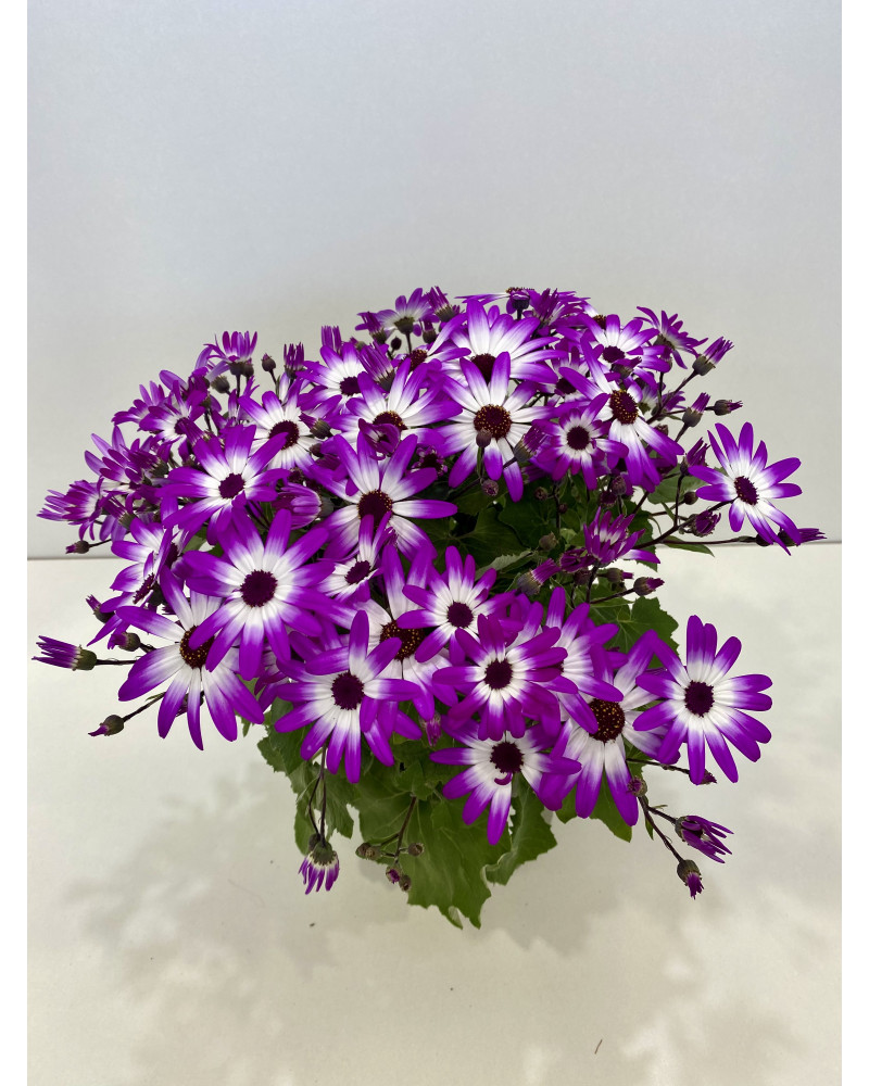 Cinéraire senetti pot diam 17cm