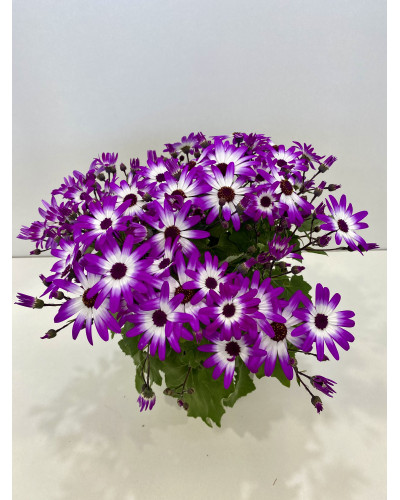 Cinéraire senetti pot diam 17cm