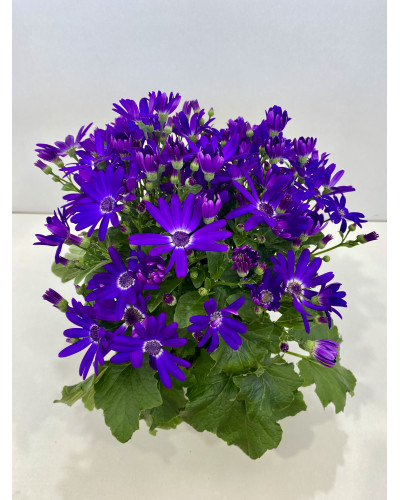 Cinéraire senetti pot diam 17cm