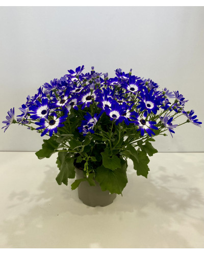 Cinéraire senetti pot diam 17cm