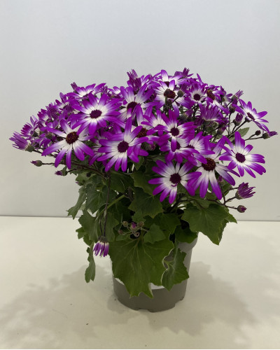 Cinéraire senetti pot diam 17cm