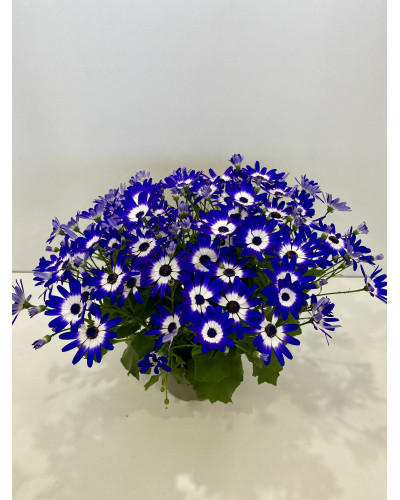 Cinéraire senetti pot diam 17cm