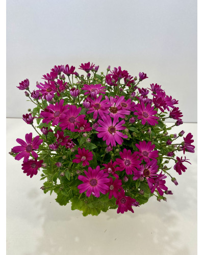 Cinéraire senetti pot diam 17cm