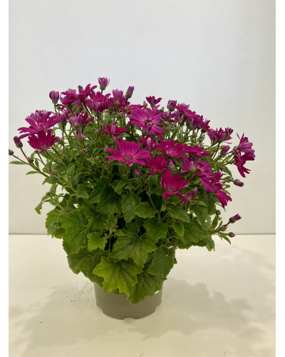 Cinéraire senetti pot diam 17cm