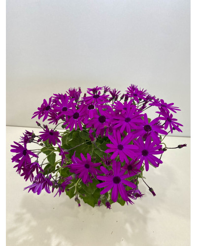 Cinéraire senetti pot diam 17cm