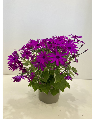 Cinéraire senetti pot diam 17cm