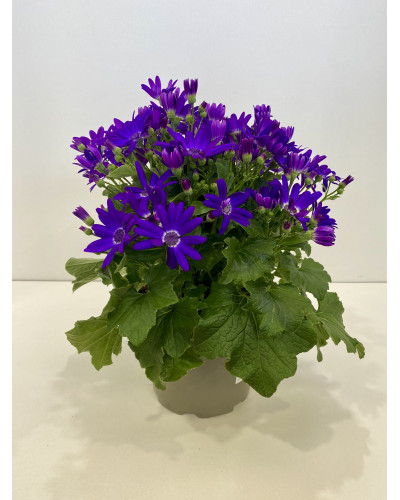 Cinéraire senetti pot diam 17cm