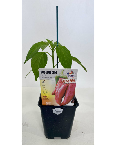 Poivron, Capsicum annuum Doux des landes, greffé, cont.0.5 L