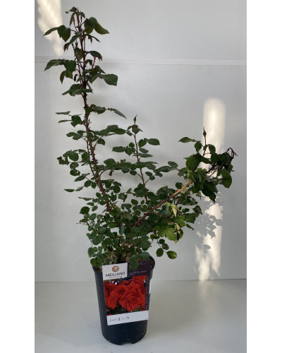 Rosier buisson Meilland cont 5L