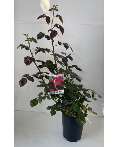 Rosier buisson Meilland cont 5L