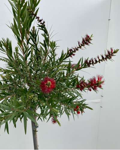 Callistemon king's park cont.3L