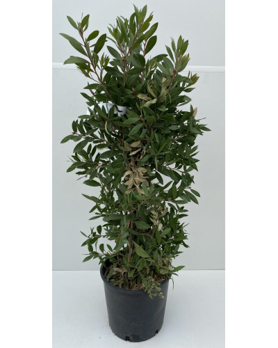 Callistemon laevis contenant 3L