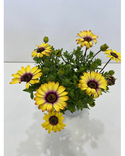 Osteospermum ecklonis pot d.14cm