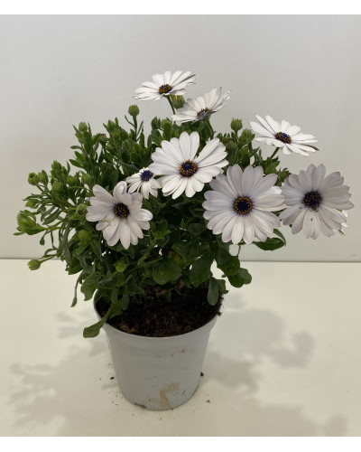 Osteospermum ecklonis pot d.14cm