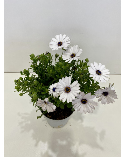 Osteospermum ecklonis pot d.14cm