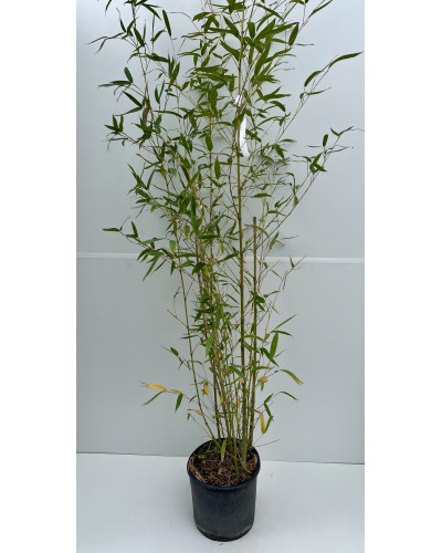 Bambou phyllostachys aurea pot diam 37cm