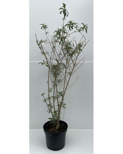 Arbre aux papillons cont.7L