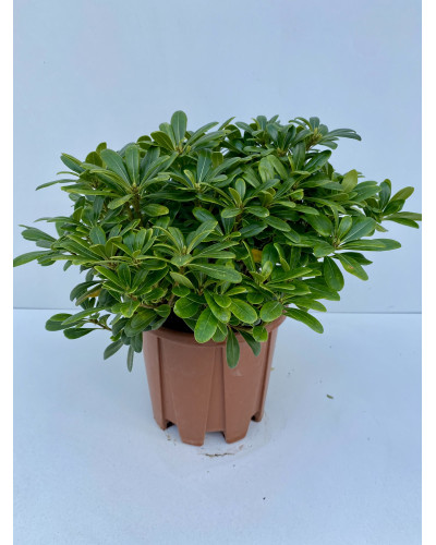 Pittosporum tobira