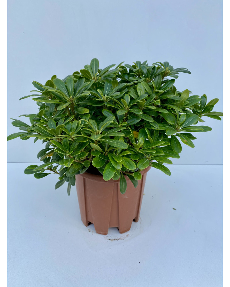 Pittosporum tobira