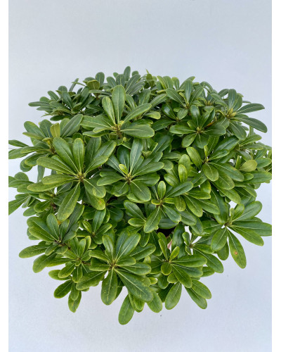 Pittosporum tobira