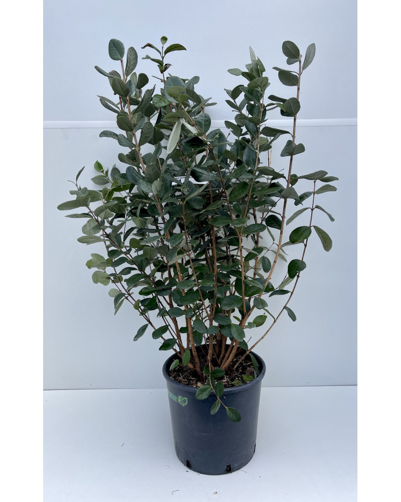 Feijoa cont 3L (Acca sellowiana)