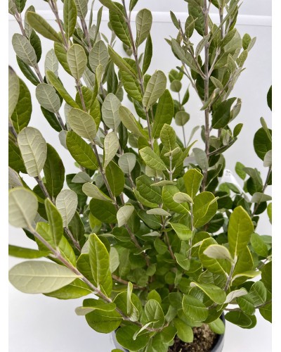 Feijoa cont 3L (Acca sellowiana)