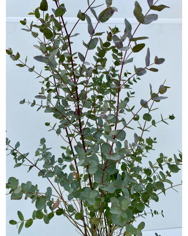 Eucalyptus gunnii cont.3L