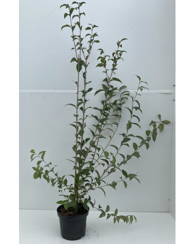 Ligustrum ovalifolium Aureum cont.3L