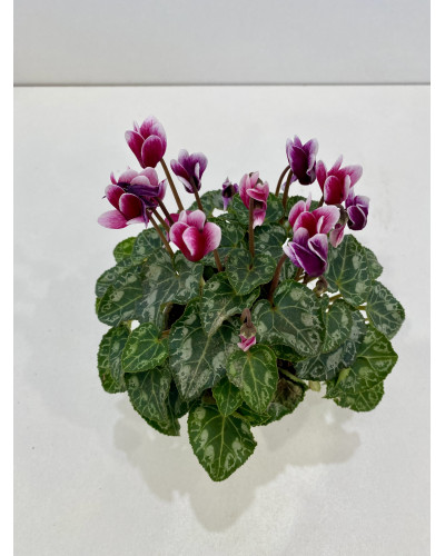 Cyclamen pot d.9cm