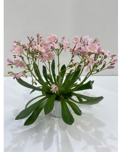 Lewisia cotyledon pot d.14cm