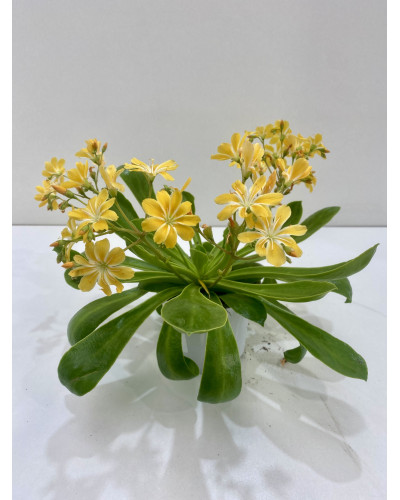 Lewisia cotyledon pot d.14cm