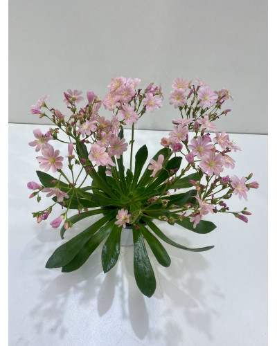 Lewisia cotyledon pot d.14cm