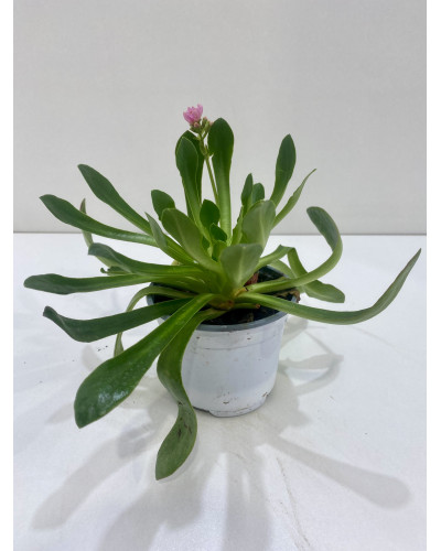 Lewisia cotyledon pot d.14cm