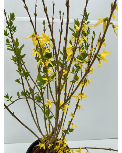 Forsythia cont.3L