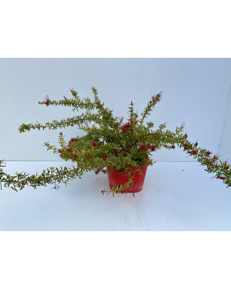 Grevillea juniperina New Blood cont 3L