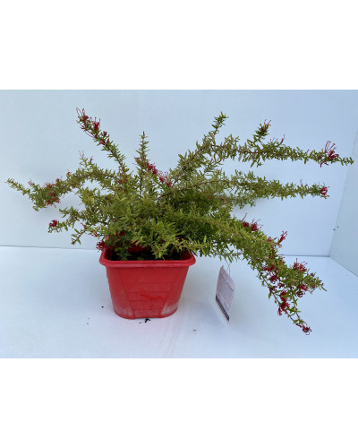 Grevillea juniperina New Blood cont 3L